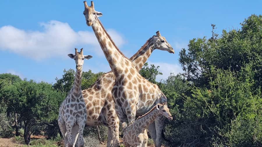 Addo Elephant Park and Giraffe Walk Private Full Day Safari - The guide can make or break a private safari