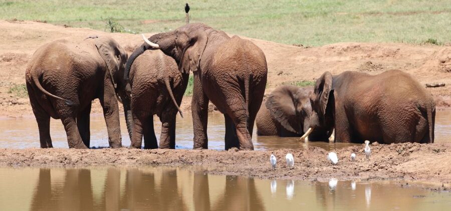 Addo Elephant Park and Giraffe Walk Private Full Day Safari - Is $280 per person a fair price?
