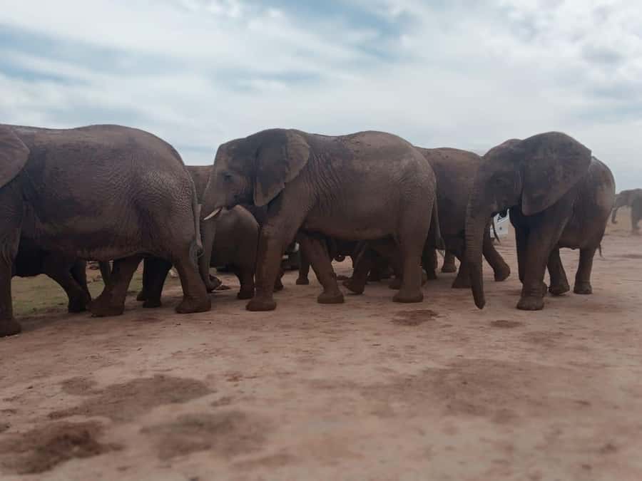 Addo Elephant Park:Safari Tour meet Big 5 to be satisfied - Key points to know before you book