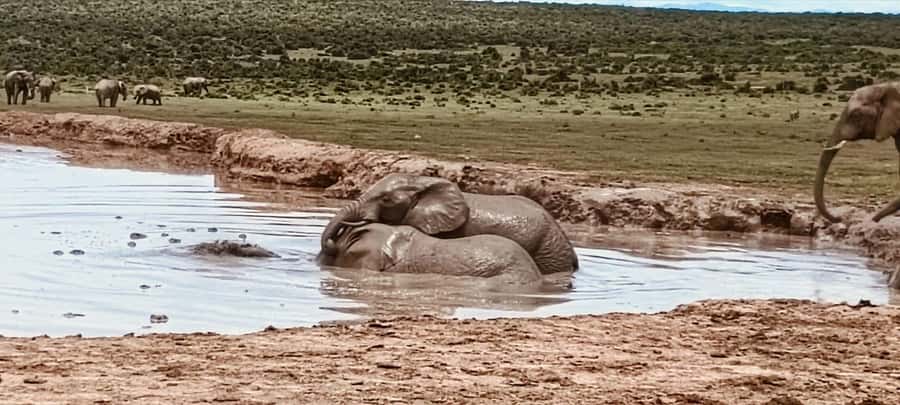 Addo Elephant Park:Safari Tour meet Big 5 to be satisfied - The animal search, with time to look properly