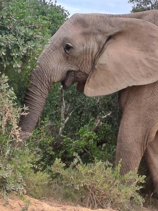Addo Elephant Park:Safari Tour meet Big 5 to be satisfied - A picnic lunch breaks up the drive
