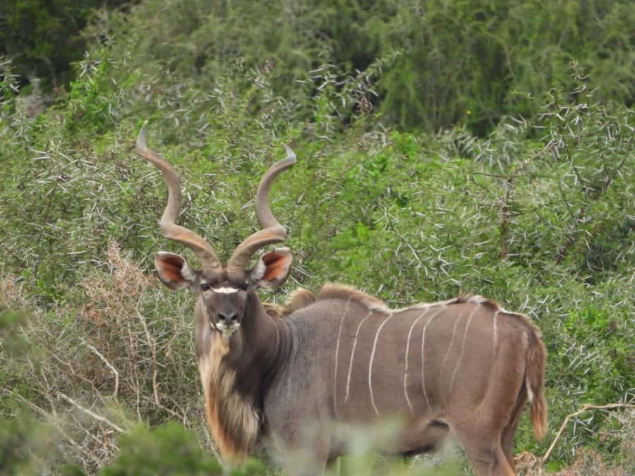 Addo Elephant Park:Safari Tour meet Big 5 to be satisfied - What the $221 price really covers