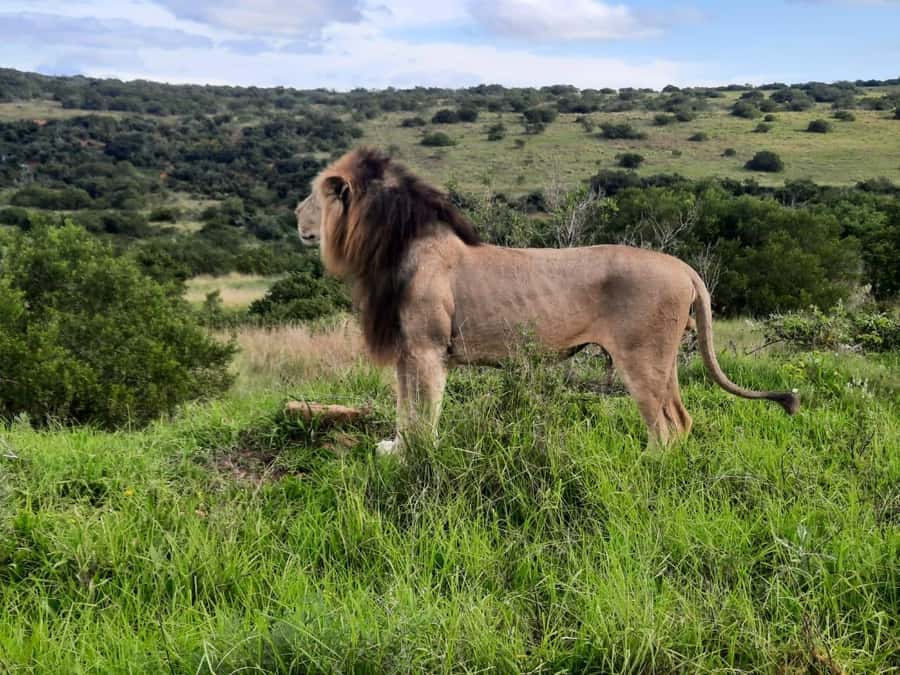 Addo Elephant Park:Safari Tour meet Big 5 to be satisfied - Why Addo works well for a shore excursion