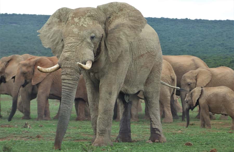 Addo National Park: Full-Day Safari Tour - Key things to know before booking