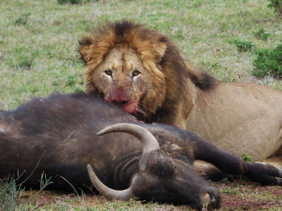 Addo National Park: Full-Day Safari Tour - Why a full day makes sense in Addo
