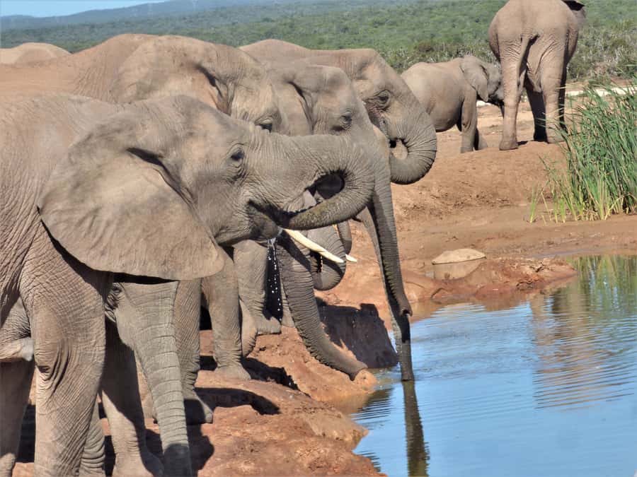 Addo National Park: Full-Day Safari Tour - Working through Addo’s North and South sections