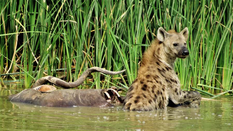 Addo National Park: Full-Day Safari Tour - What wildlife sightings may be like