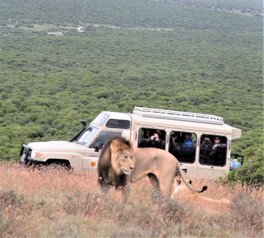 Addo National Park: Full-Day Safari Tour - Starting the day in a custom Land Cruiser