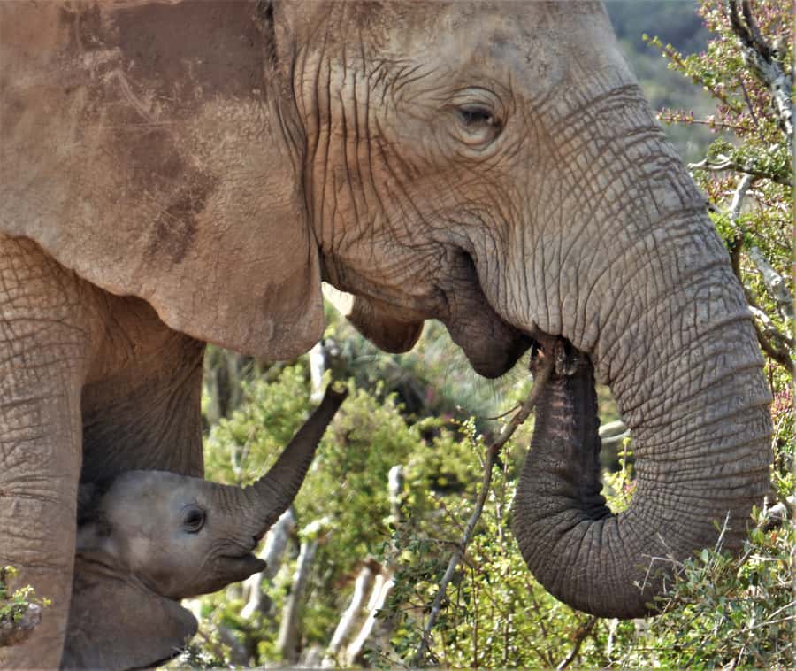 Addo National Park: Guided Half-Day Safari - Key points at a glance