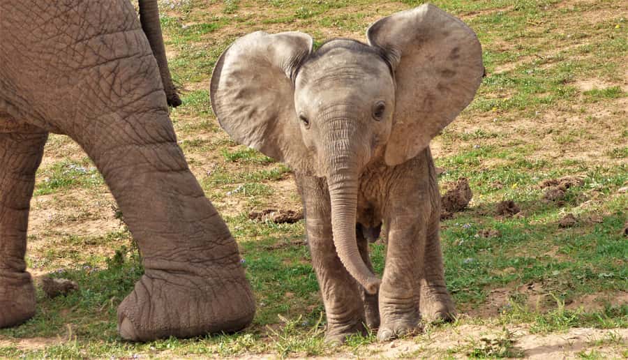 Addo National Park: Guided Half-Day Safari - Addo in four hours: what this safari is really about