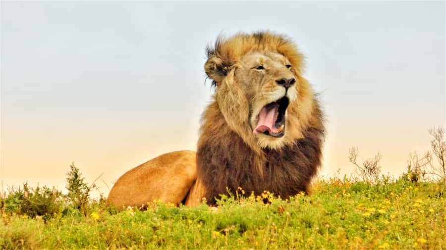 Addo National Park: Guided Half-Day Safari - The closed Land Cruiser and the view from your seat