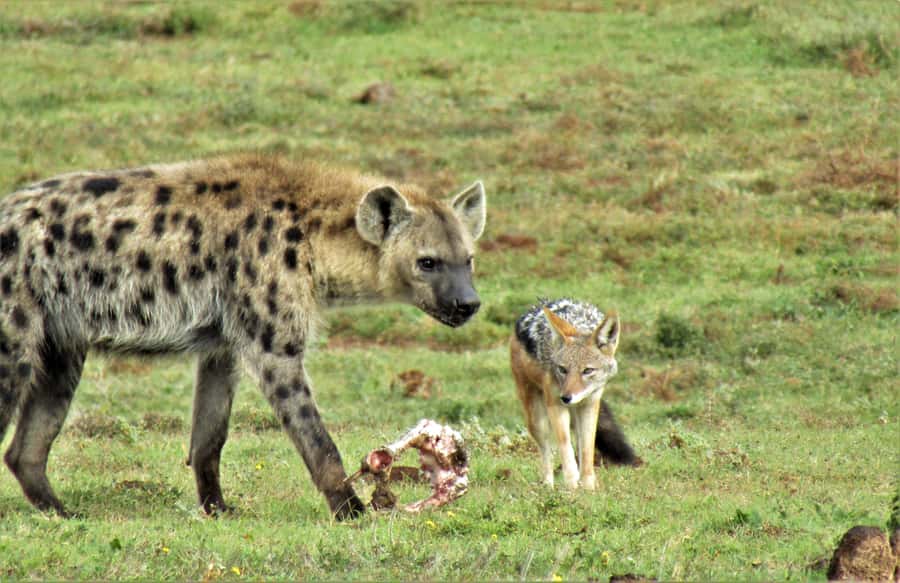 Addo National Park: Guided Half-Day Safari - Searching the northern Big Five viewing area