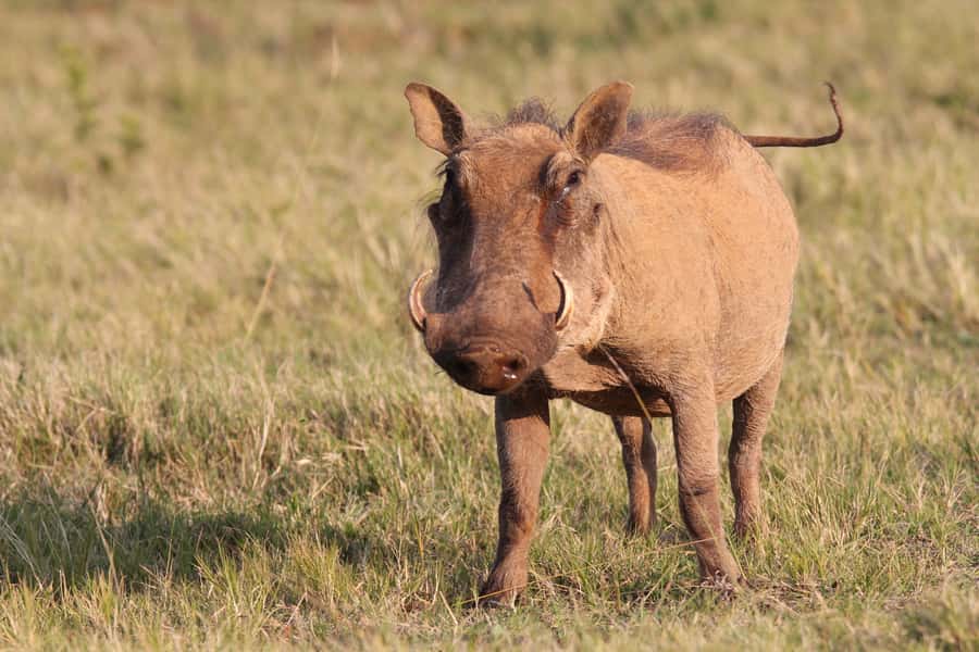 Addo National Park: Guided Half-Day Safari - Guides Steven, Stevie, Donald, and Tanya