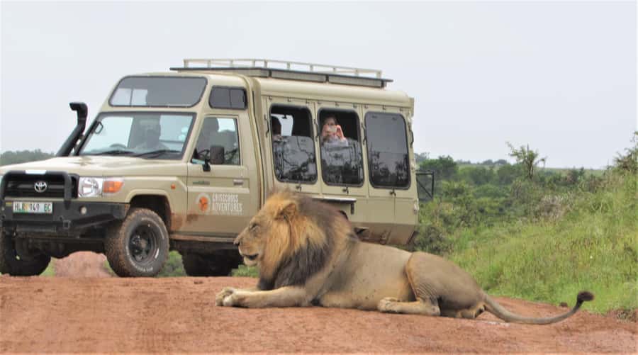 Addo National Park: Guided Half-Day Safari - Should you book it?
