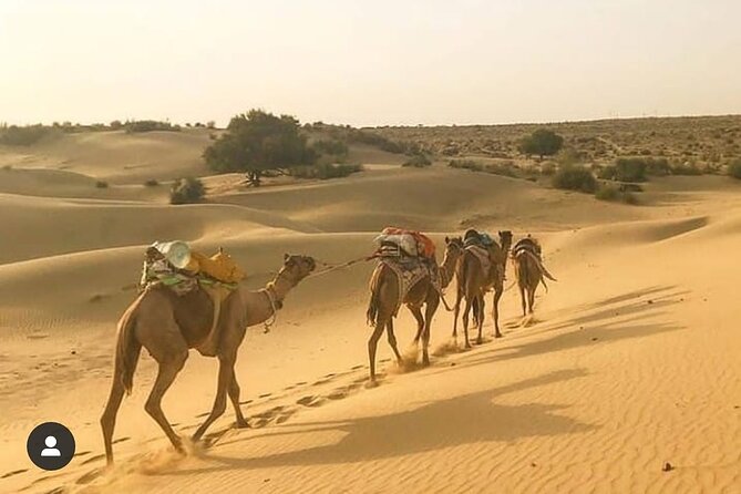 Adventure non touristic camel safari - Sunrise, breakfast, and the ride back