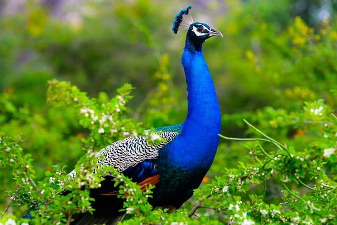 Adventure safari Experience in Hurulu Eco Park, Sri Lanka - What you may see beyond the elephants