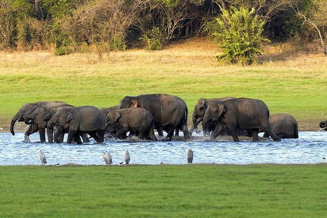 Adventure safari Experience in Hurulu Eco Park, Sri Lanka - Pickup, fitness, and what to confirm