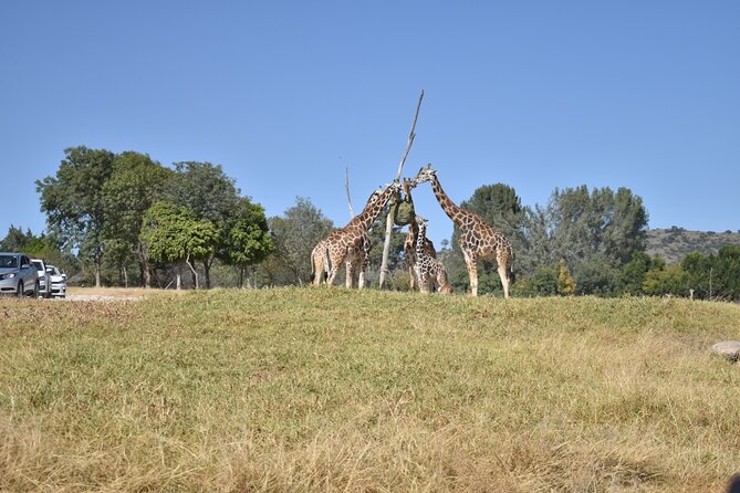 Africam safari (private tour) - What makes this private safari worth considering