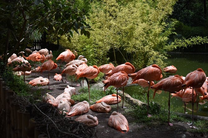 Africam safari (private tour) - From Puebla or Cholula to Africam Safari