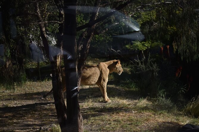 Africam safari (private tour) - Giraffes, elephants, lions, and the appeal of moving slowly