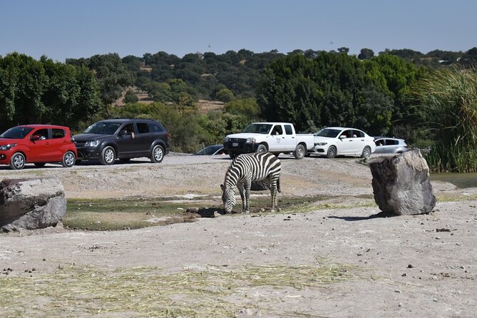Africam safari (private tour) - Is $175 per person a fair price?