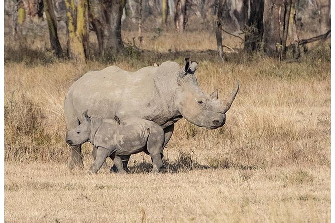 African Wildlife & Nature - 5 Kenya national parks - 6 day Jeep Safari - Day two: Mzima Springs and Amboseli’s elephants