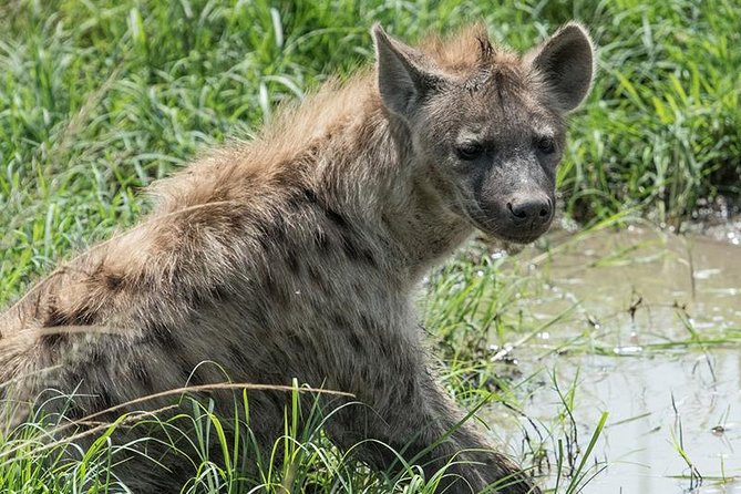 African Wildlife & Nature - 5 Kenya national parks - 6 day Jeep Safari - What the $3,660 price includes