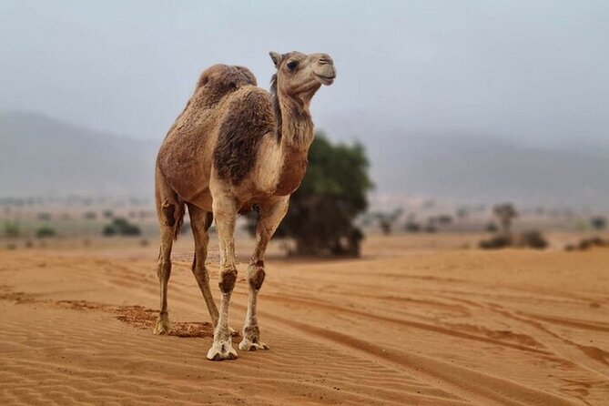 Agadir Jeep Safari Desert Day Trip including Lunch & camel ride - Leaving Agadir for Souss-Massa