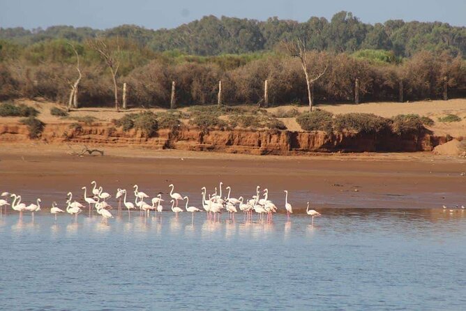 Agadir Jeep Safari Sahara Desert 4x4 Day Tour with Lunch - First stop: flamingos along the Souss River