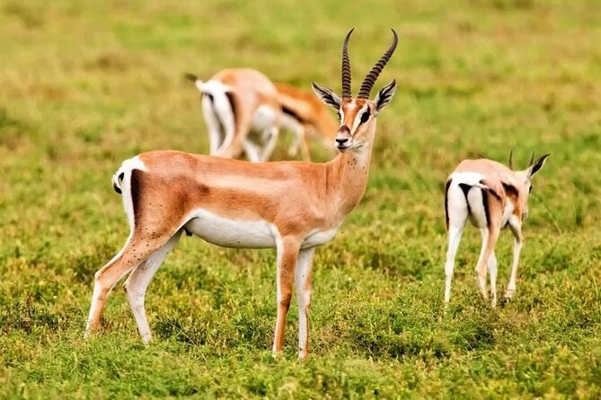 Agadir National Park & 4×4 Jeep Desert Safari Tour with Lunch - Why This Agadir Day Trip Is More Than a Wildlife Drive