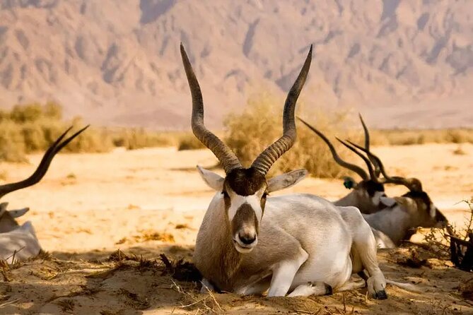 Agadir National Park & 4×4 Jeep Desert Safari Tour with Lunch - Reaching Sous-Massa Through the Agadir Countryside