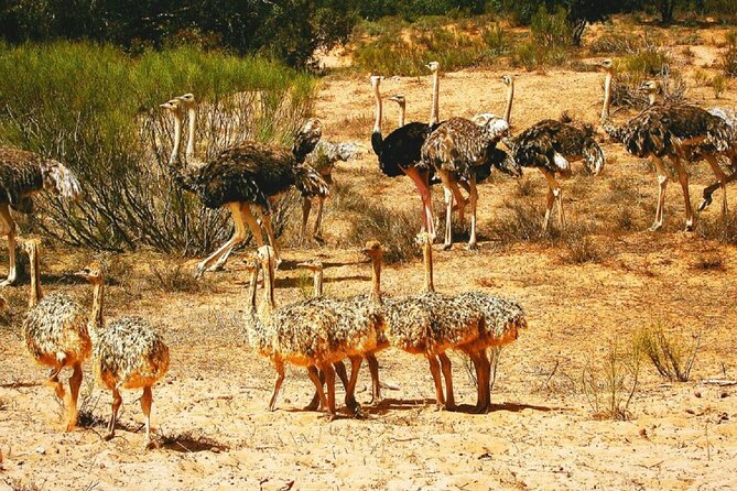 Agadir National Park & 4×4 Jeep Desert Safari Tour with Lunch - Berber Villages, Massa, and Rural Morocco