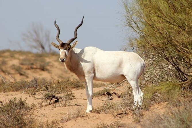 Agadir National Park & 4×4 Jeep Desert Safari Tour with Lunch - Rasmouka, Banana Groves, and Small Massa Dunes