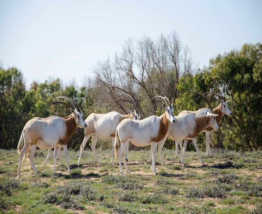 Agadir: Sous Massa National Park Desert Safari Tour & Lunch - Key points at a glance