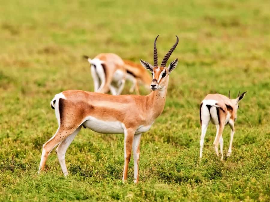 Agadir: Sous Massa National Park Desert Safari Tour & Lunch - Watching wildlife in Souss-Massa National Park