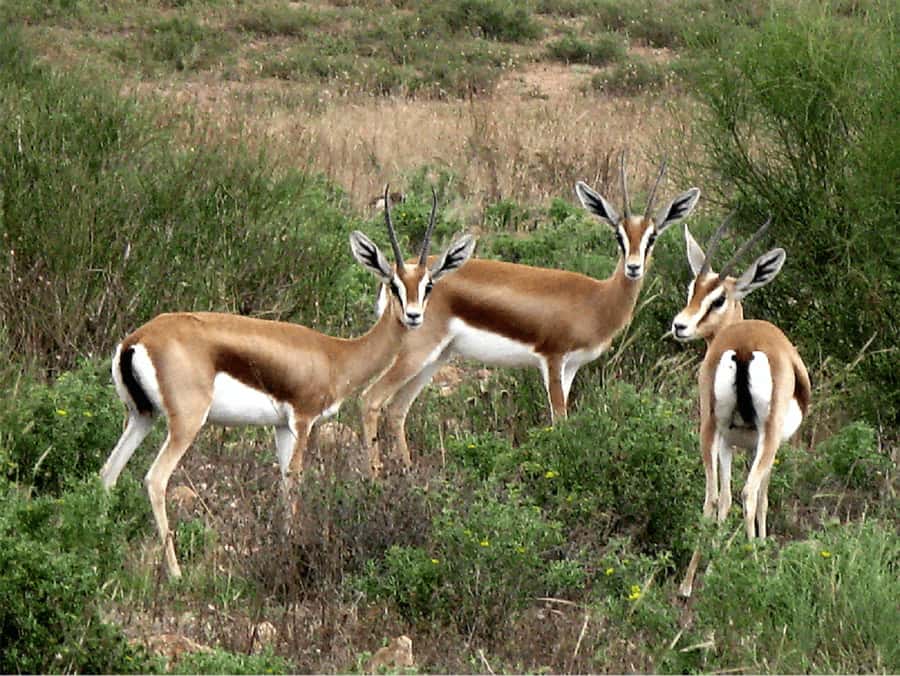 Agadir: Sous Massa National Park Desert Safari Tour & Lunch - Lunch inside a Berber home