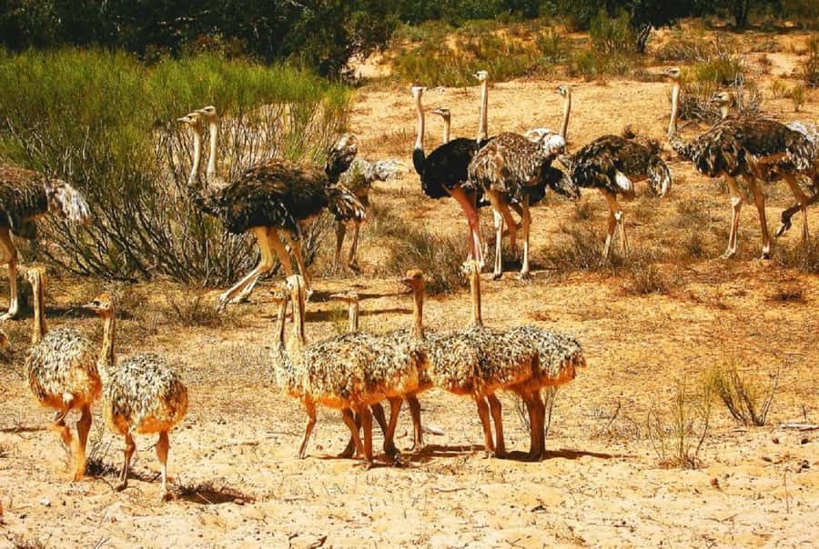 Agadir: Sous Massa National Park Desert Safari Tour & Lunch - Starting south from Agadir