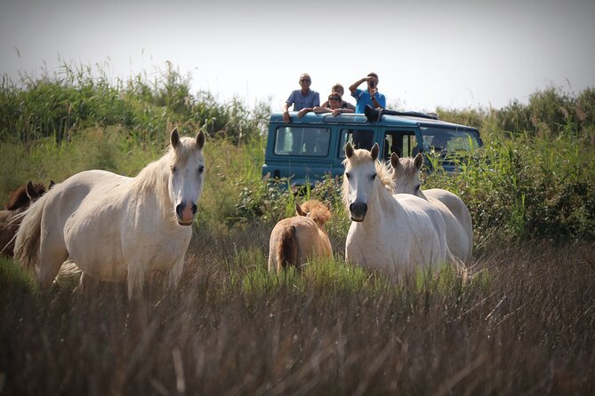 Aigues Mortes: 4x4 photo safari in the Camargue - Key points to know before you go