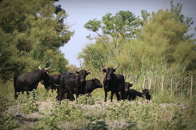 Aigues Mortes: 4x4 photo safari in the Camargue - Is $77.44 a fair price?