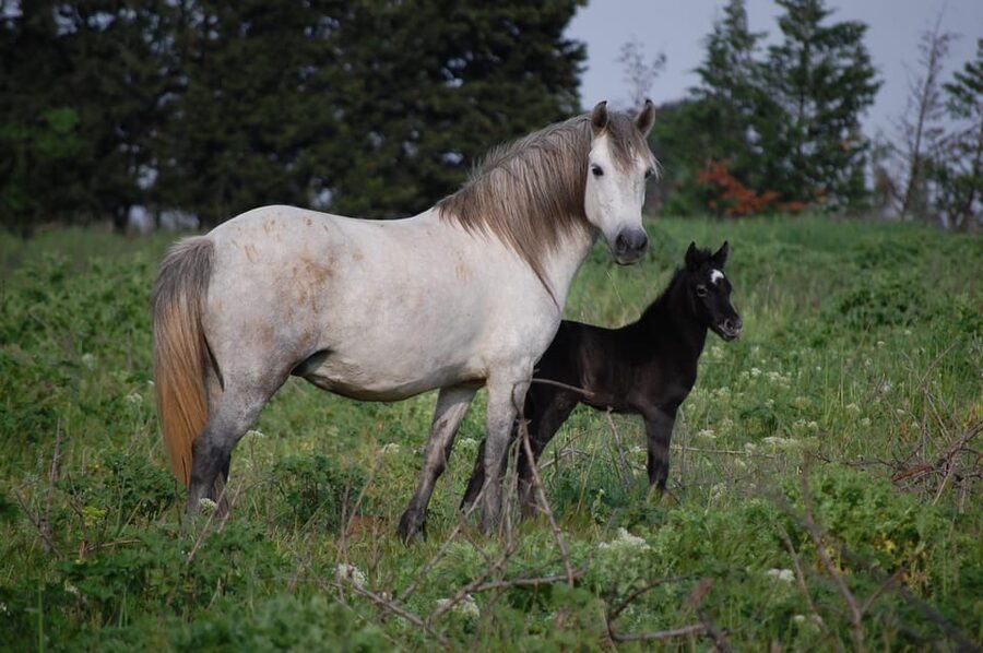 Aigues Mortes: Jeep Photo Safari in Camargue - The 4x4 tradeoff: small group, limited space
