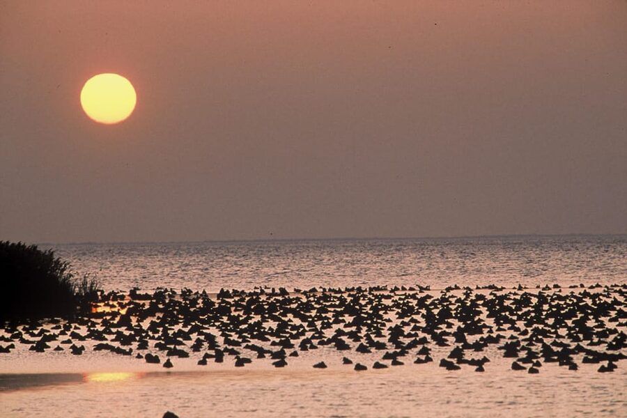 Aigues Mortes: Jeep Photo Safari in Camargue - A closer look at the guide-led atmosphere