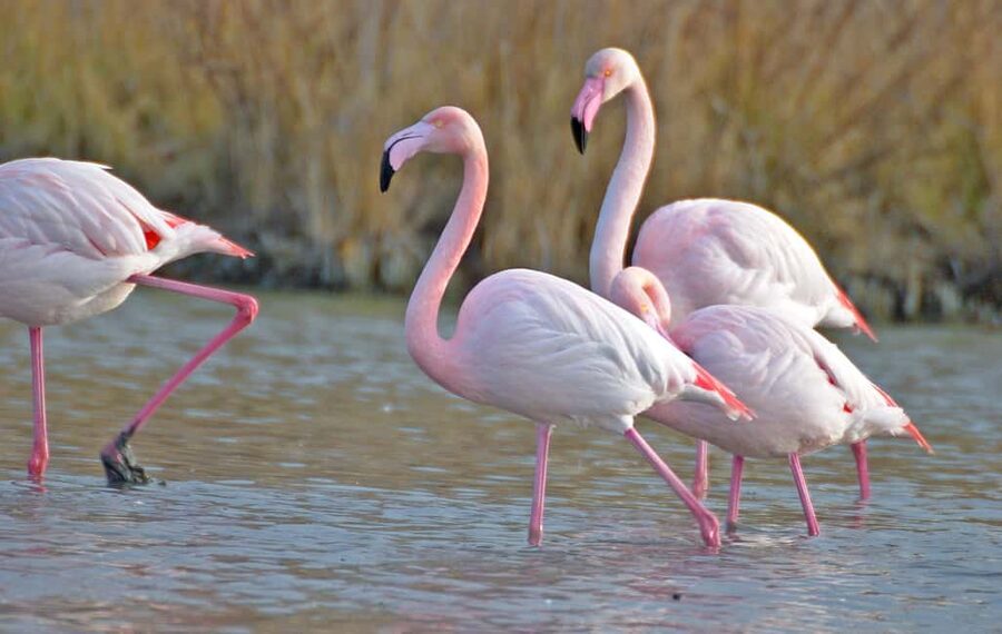 Aigues Mortes: Jeep Photo Safari in Camargue - Meeting near Aigues-Mortes and setting off