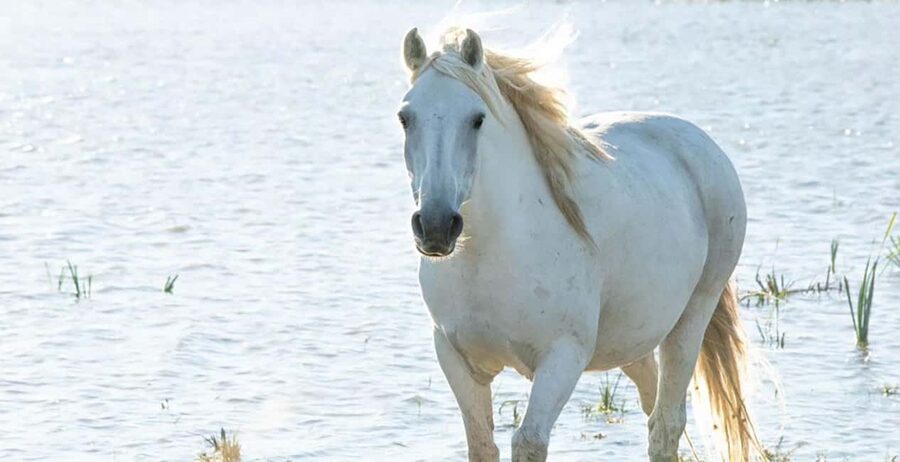 Aigues Mortes: safari en vélo - Ebike tour in Camargue - Key points to know before you book