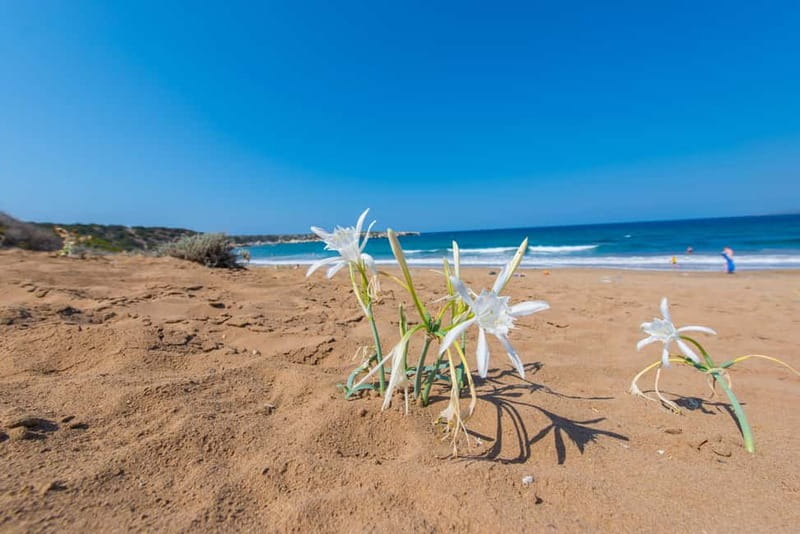 Akamas Jeep Safari Tour from Paphos - Who should book the Akamas Jeep Safari?