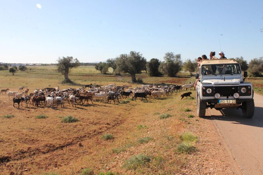 Albufeira: Jeep Safari Half-Day Countryside Tour - Leaving Albufeira behind in an open-sided jeep