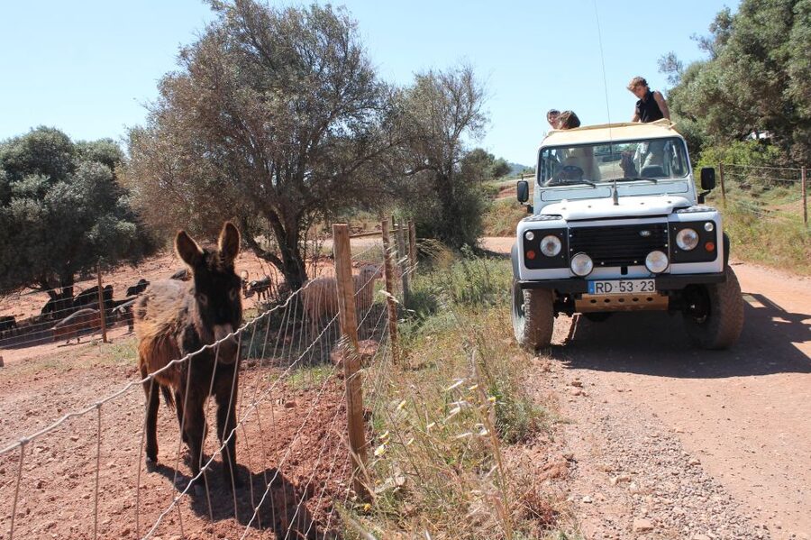 Albufeira: Jeep Safari Half-Day Countryside Tour - Orange groves, viewpoints, and the rural Algarve