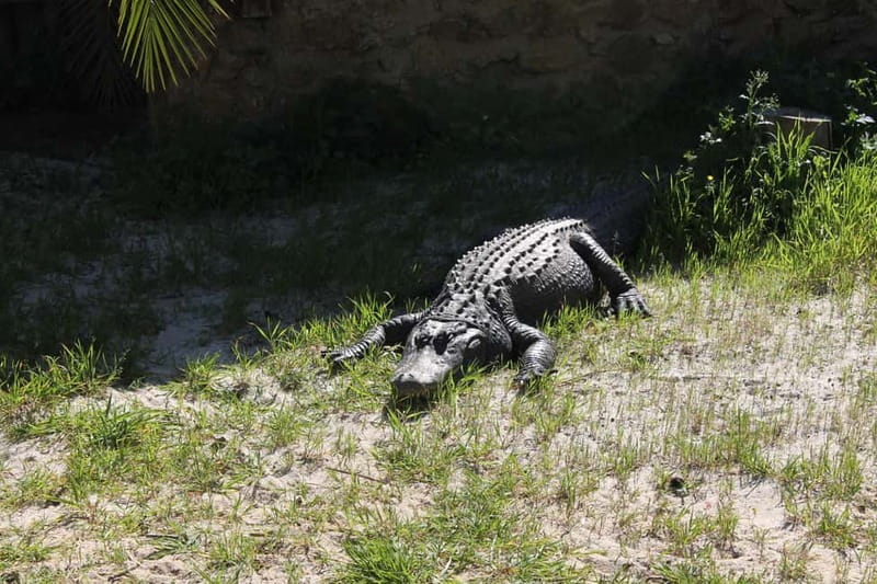 Albufeira Jeep Safari with Zoo - Krazy World gives families room to play