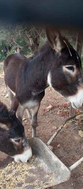 Albufeira Jeep Safari with Zoo - How the guide shapes the day