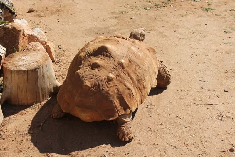 Albufeira Jeep Safari with Zoo - Who should book this experience?