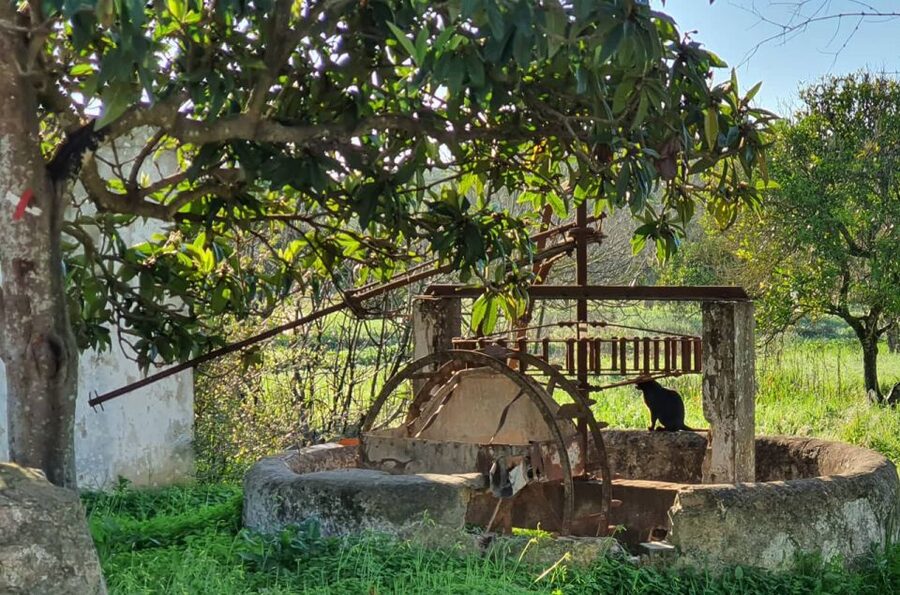 Albufeira: Safari Excursion in the Algarve Mountains - Paderne village and the pace of the afternoon